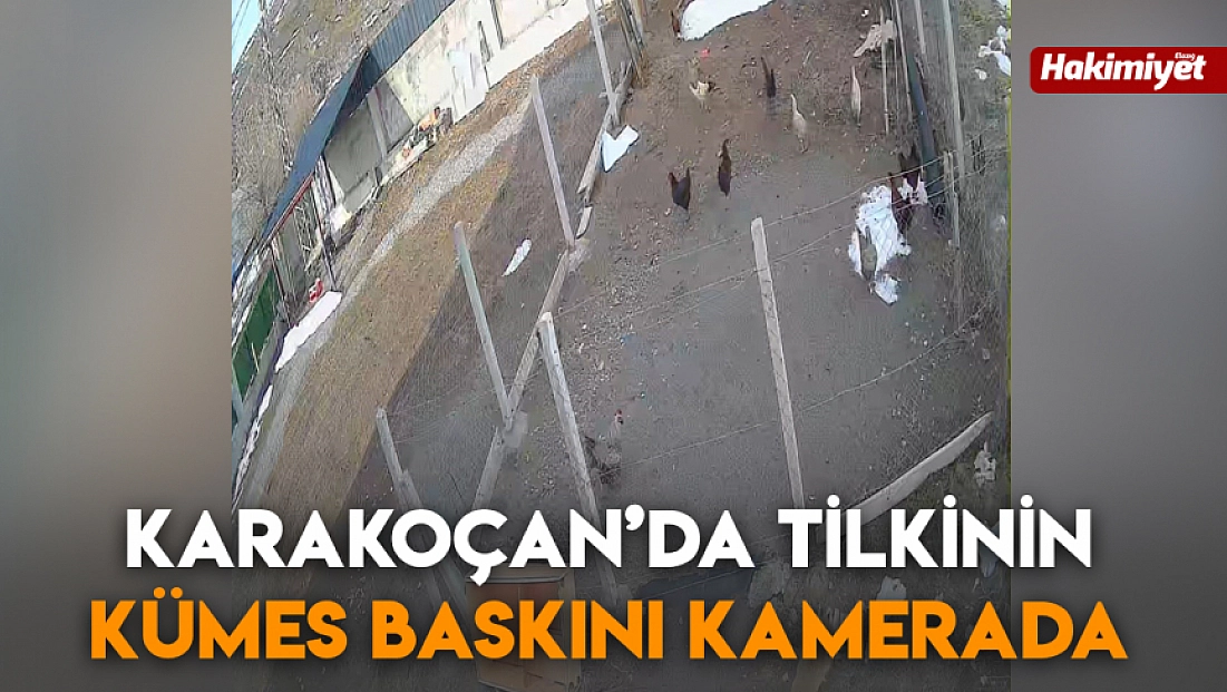 Karakoçan’da tilkinin kümes baskını kamerada