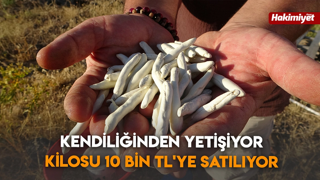 Kendiliğinden yetişiyor, kilosu 10 bin TL'ye satılıyor