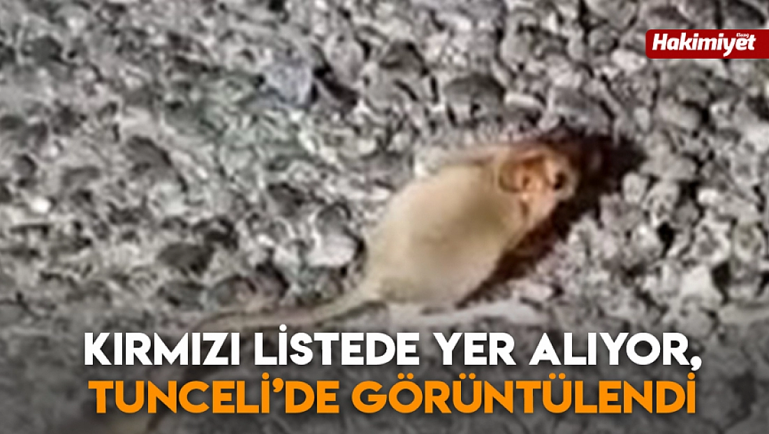 Kırmızı listede yer alıyor, Tunceli’de görüntülendi