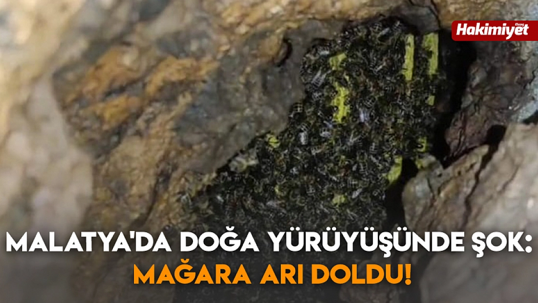 Mağarada binlerce arının bal mesaisi kamerada