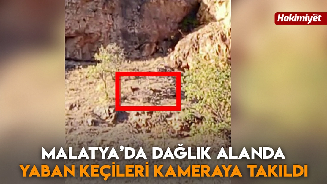 Malatya’da dağlık alanda yaban keçileri kameraya takıldı