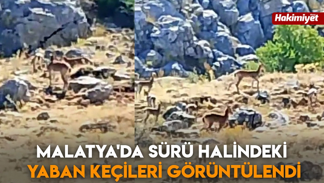 Malatya'da sürü halindeki yaban keçileri görüntülendi