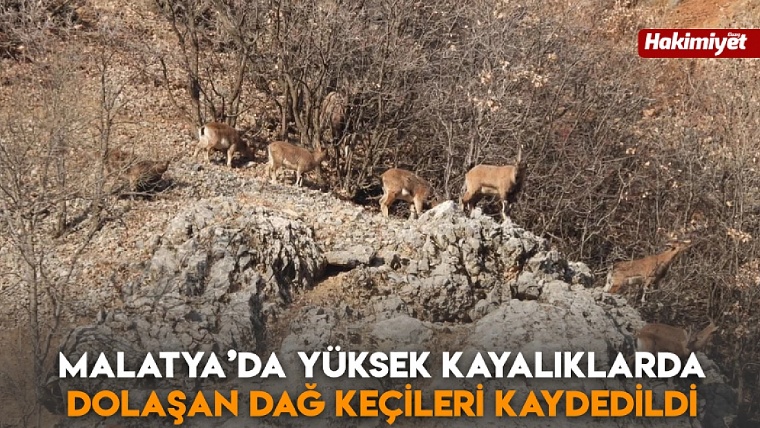 Malatya’da yüksek kayalıklarda dolaşan dağ keçileri kaydedildi