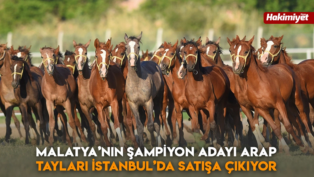 Malatya’nın şampiyon adayı Arap tayları İstanbul’da satışa çıkıyor