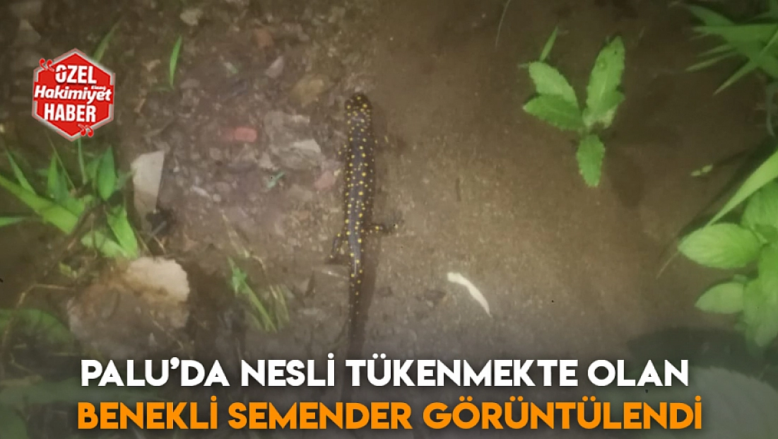 Palu’da nesli tükenmekte olan benekli semender görüntülendi