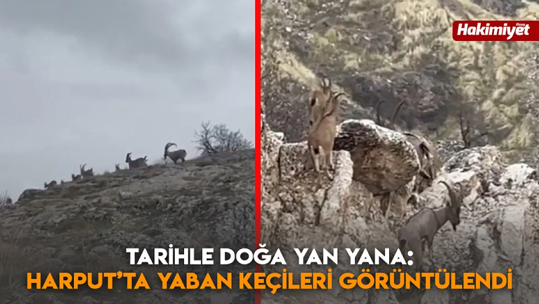 Tarihle doğa yan yana: Harput’ta yaban keçileri görüntülendi