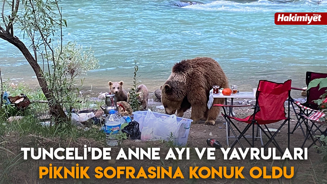 Tunceli'de anne ayı ve yavruları piknik sofrasına konuk oldu