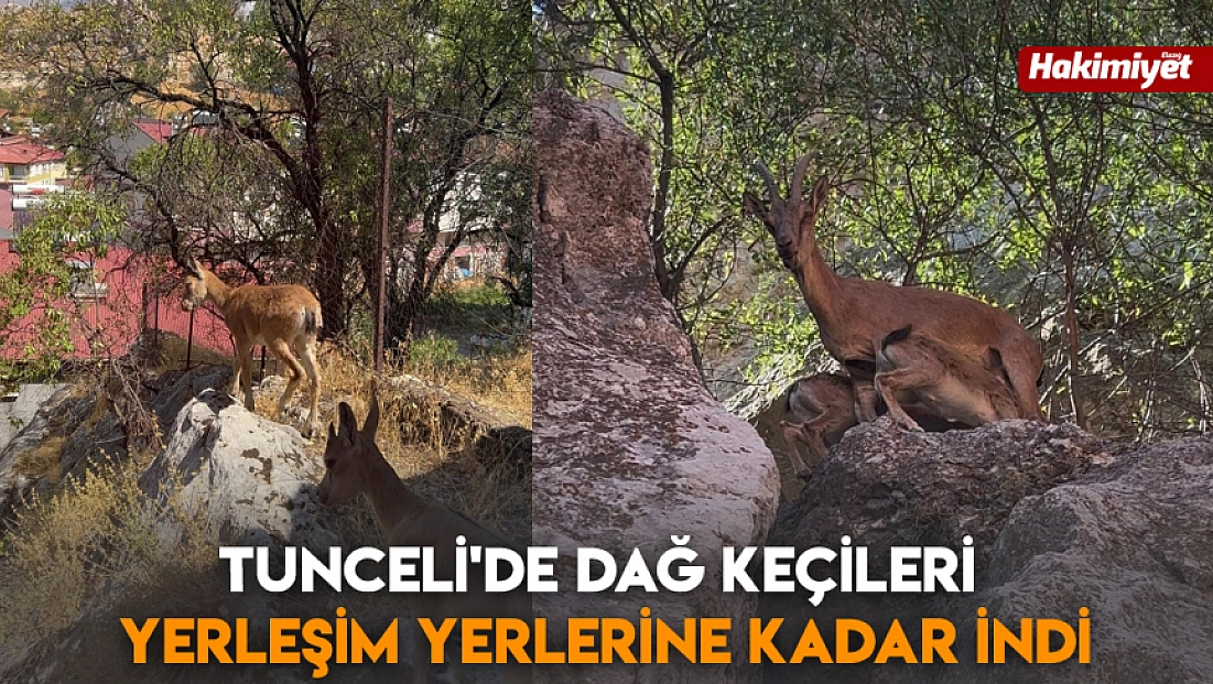 Tunceli'de dağ keçileri yerleşim yerlerine kadar indi