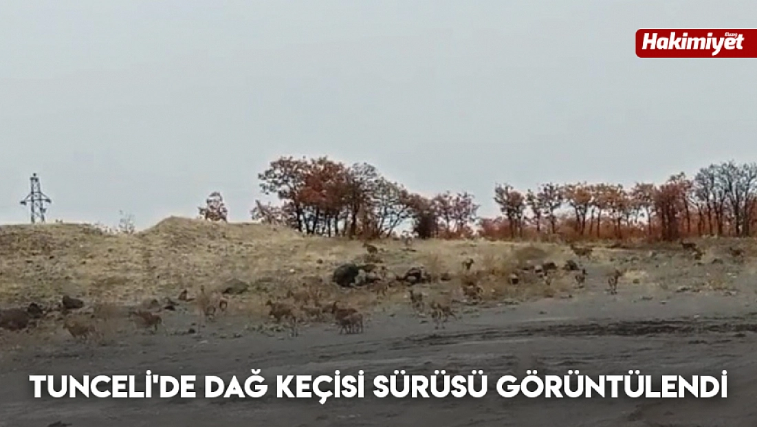 Tunceli'de dağ keçisi sürüsü görüntülendi
