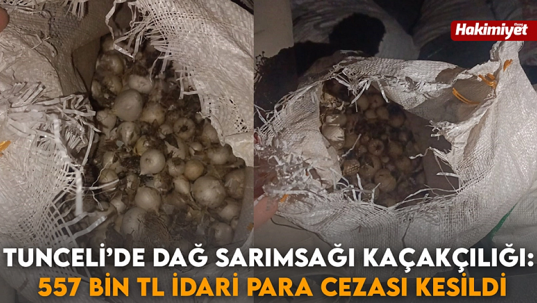 Tunceli’de Dağ Sarımsağı kaçakçılığı: 557 bin TL idari para cezası kesildi