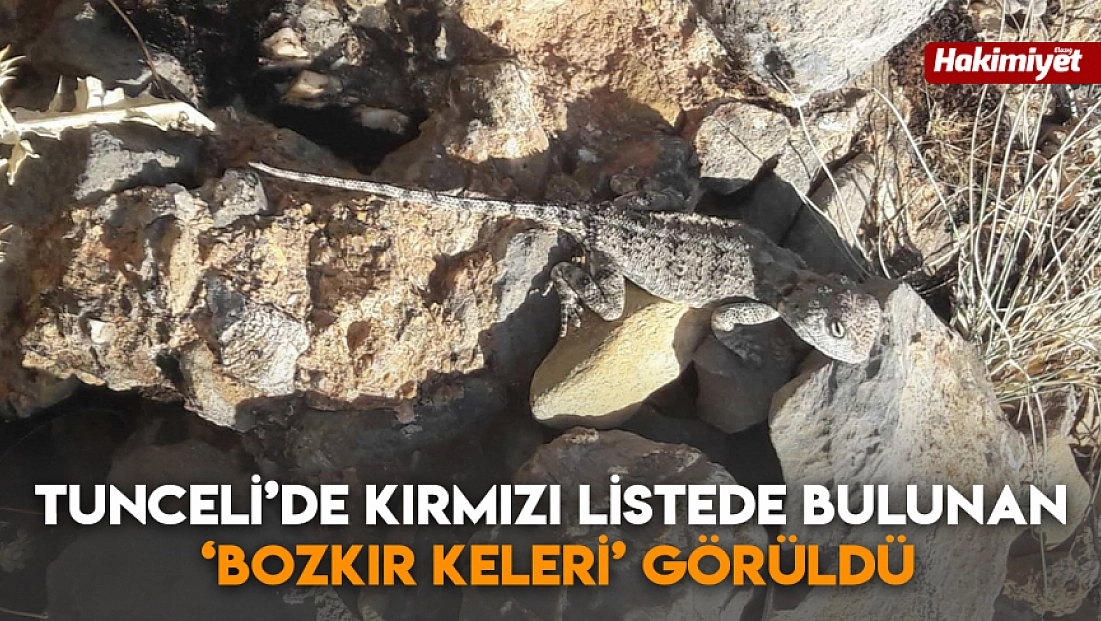 Tunceli’de kırmızı listede bulunan ‘Bozkır Keleri’ görüldü