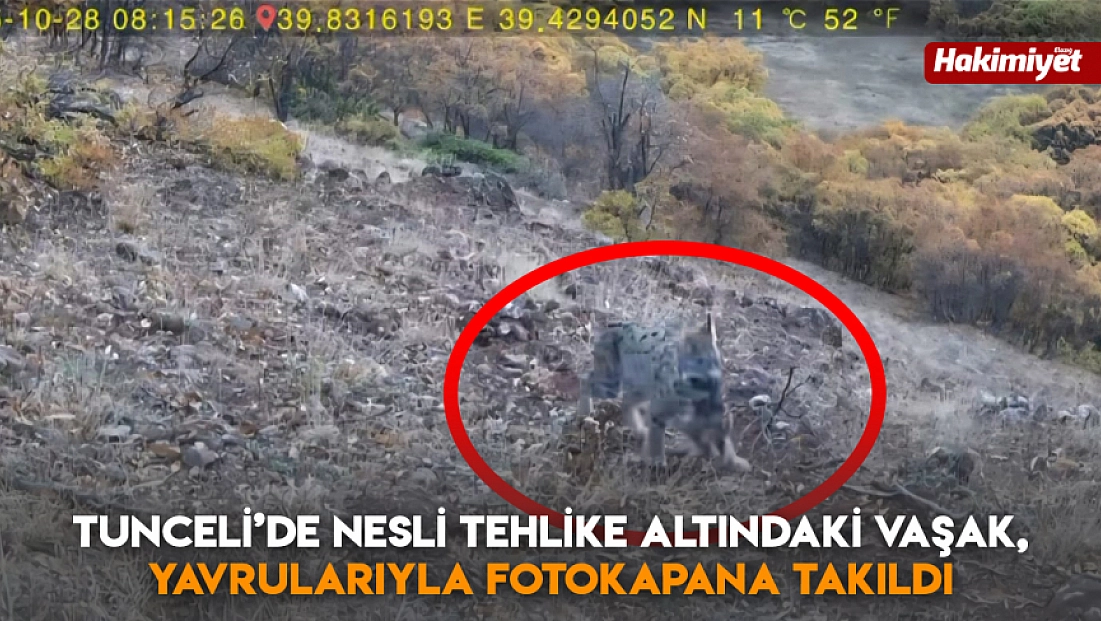 Tunceli’de nesli tehlike altındaki vaşak, yavrularıyla fotokapana takıldı