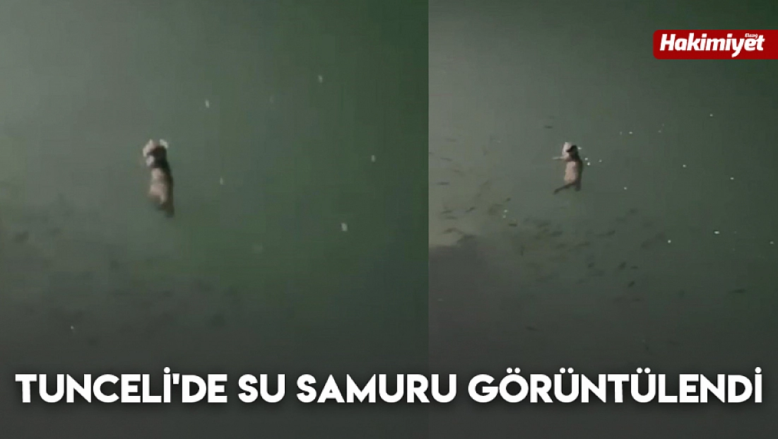 Tunceli'de su samuru görüntülendi