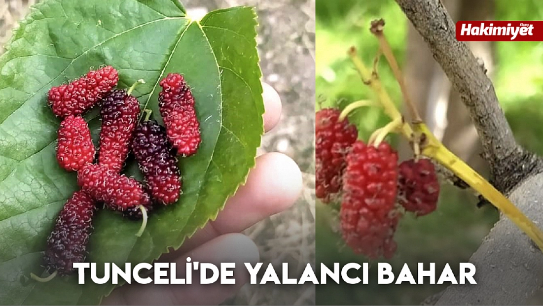 Tunceli'de yalancı bahar