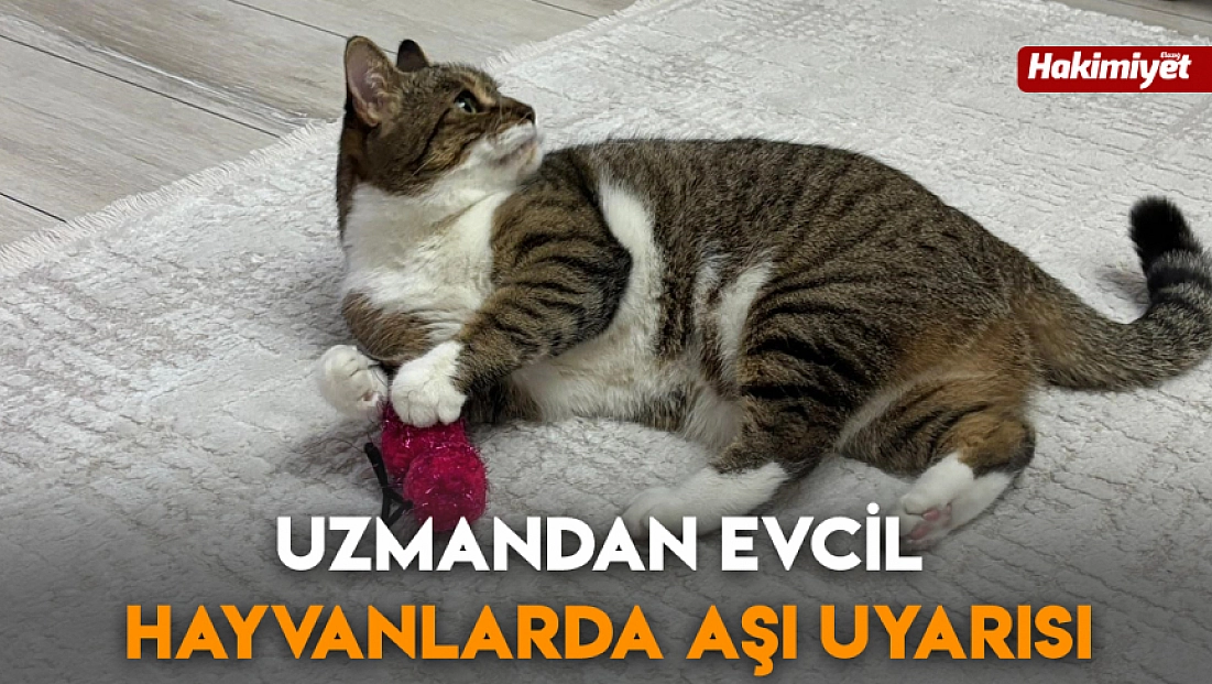 Uzmandan evcil hayvanlarda aşı uyarısı