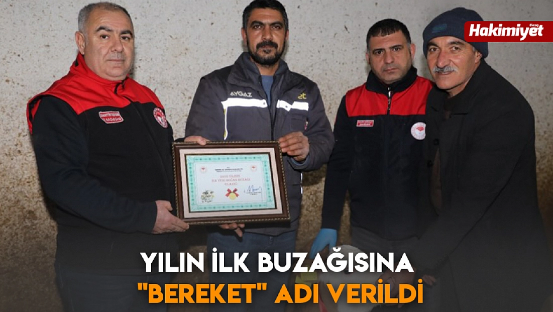 Yılın ilk buzağısına 'Bereket' adı verildi