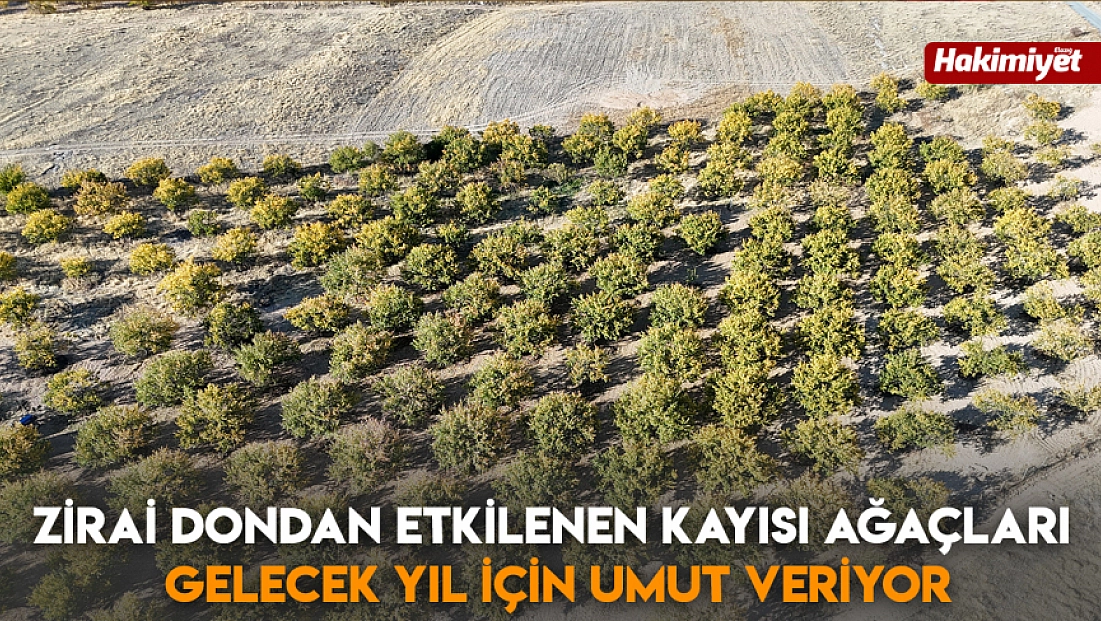 Zirai dondan etkilenen kayısı ağaçları gelecek yıl için umut veriyor