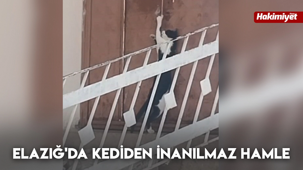 Elazığ'da kediden inanılmaz hamle