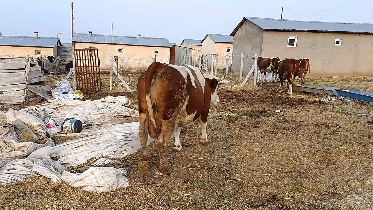 Elazığ'da şap hastalığı üreticileri zor durumda bıraktı