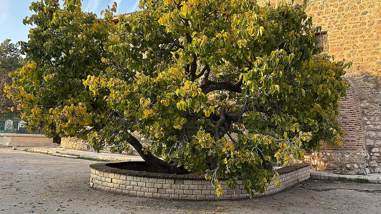 Elazığ'da 'Secde eden ağaç' görenleri şaşırtıyor