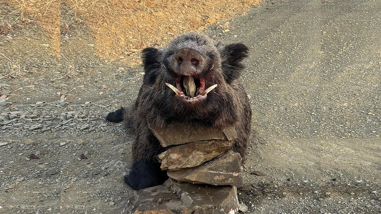 Elazığ'da avlandı: Görenler gözlerine inanamadı
