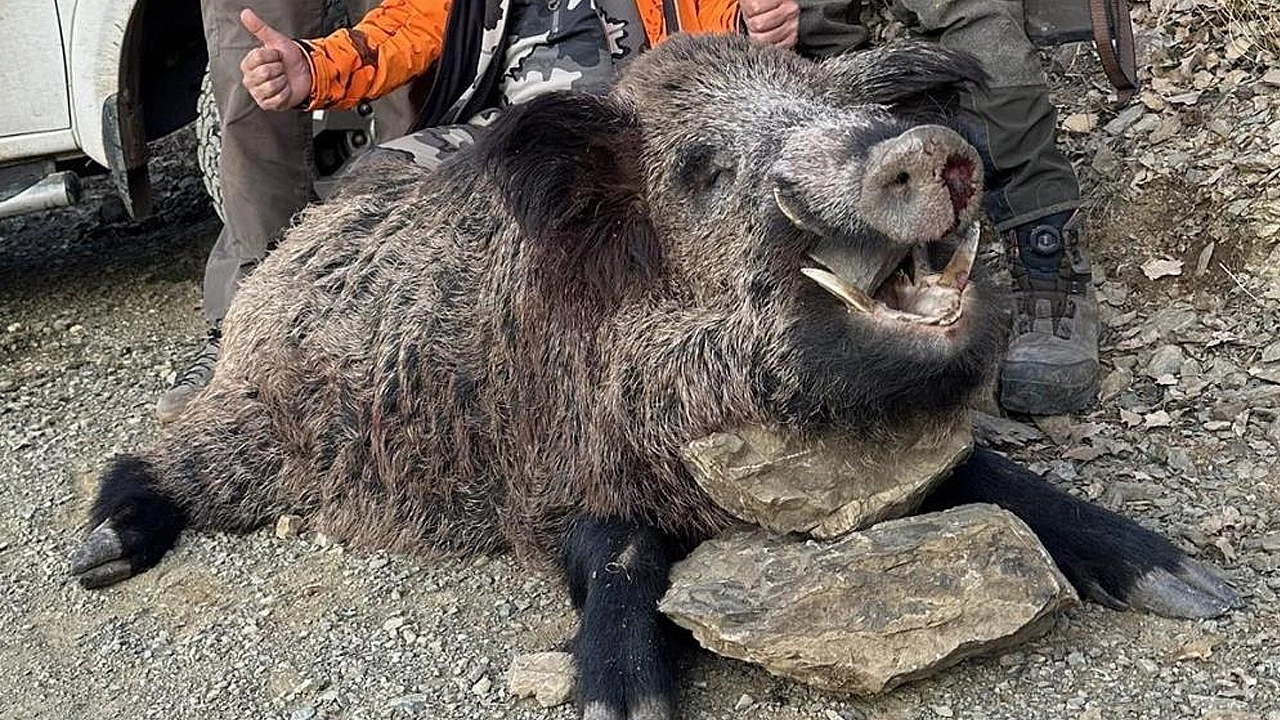 Elazığ'da avlandı: Görenler gözlerine inanamadı