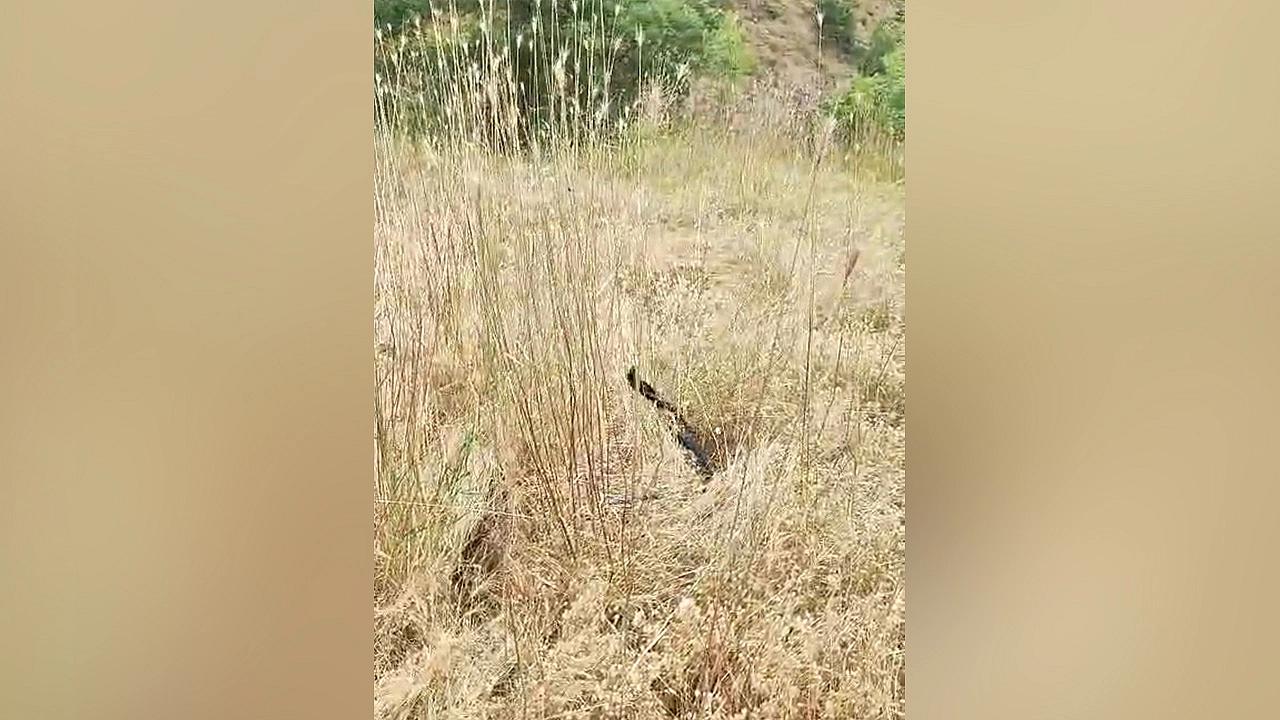 Elazığ'da yılan görüntülendi
