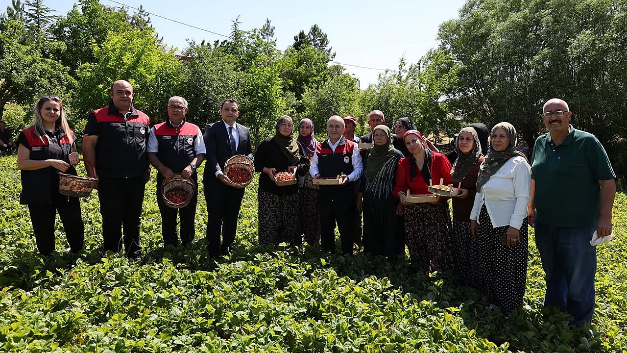 Vali Hatipoğlu, Maden'de çilek hasadına katıldı