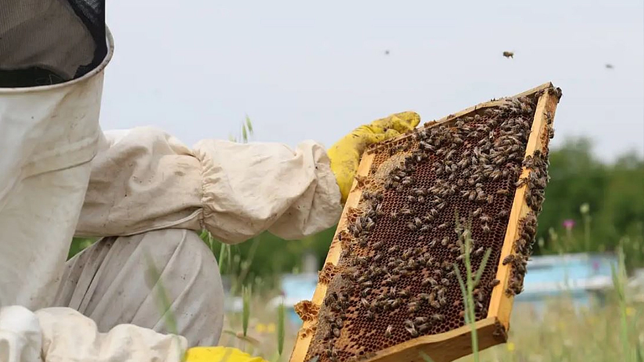 Geven Balı için güç birliği zamanı