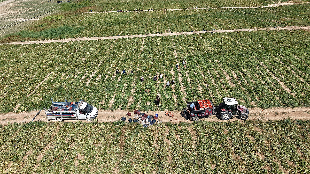 Elazığ'da domates hasadı hız kesmeden sürüyor: 20 bin ton rekolte bekleniyor