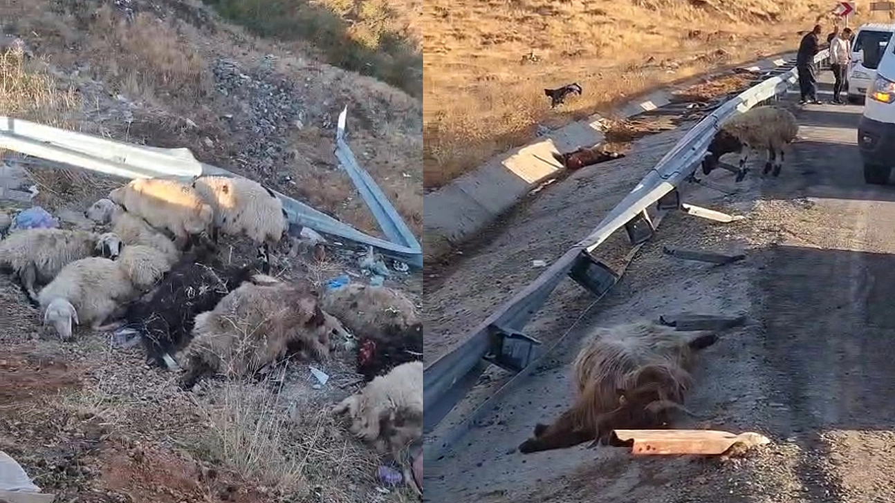 Bingöl'de kamyon şarampole yuvarlandı: Hayvanlar telef oldu