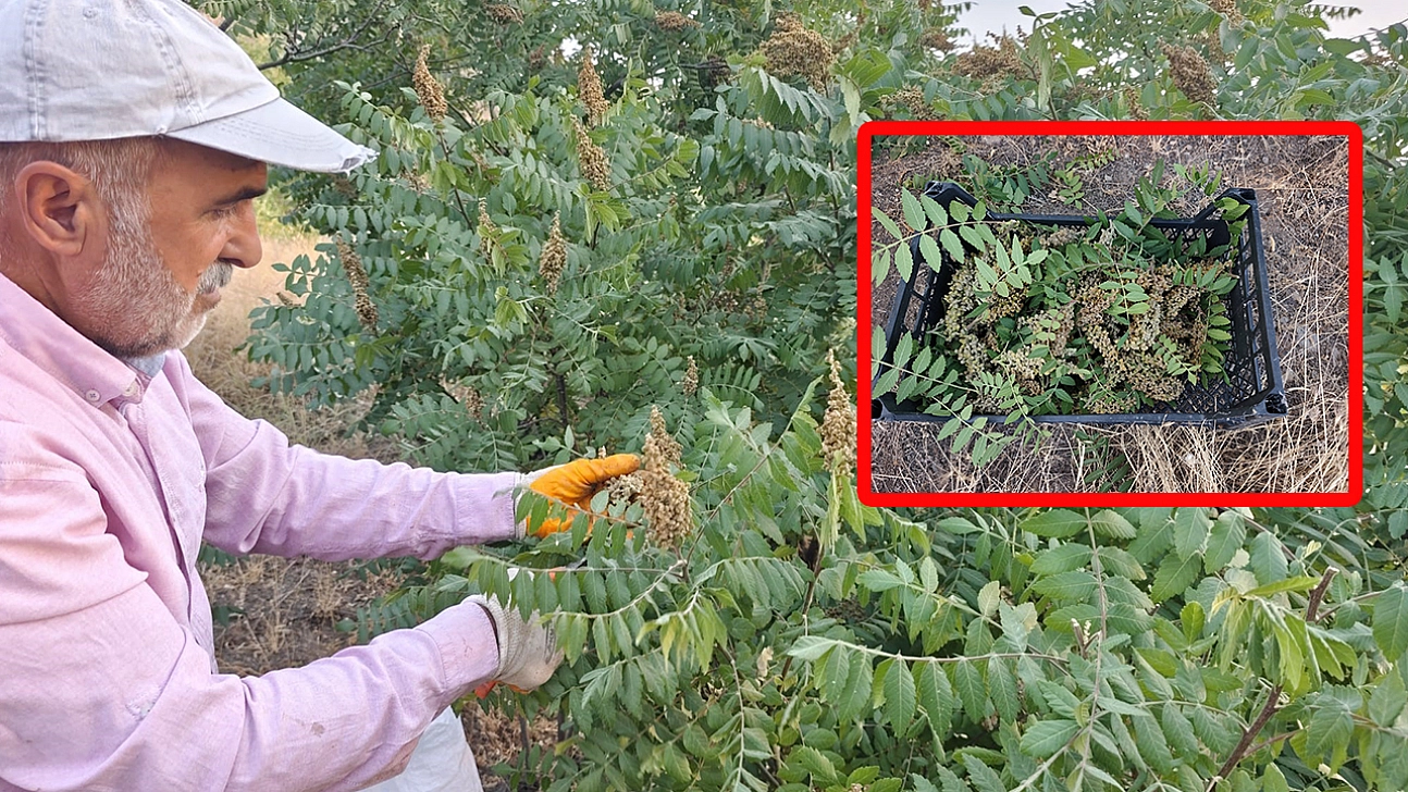 Elazığ'da doğal sumak hasadı başladı