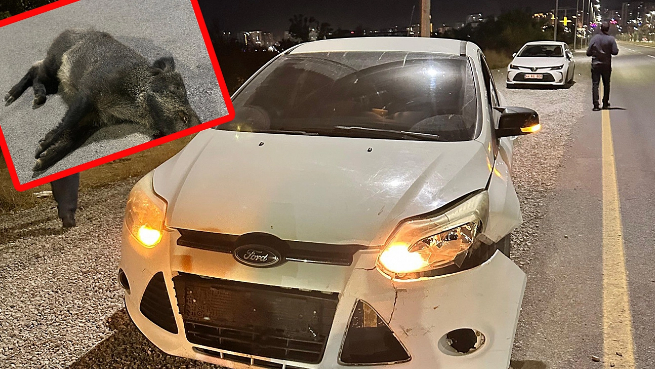 Malatya'da yaban domuzu kazaya neden oldu