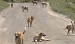 8 yaşındaki çocuğa köpek saldırdı
