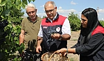Elazığ'da erkenci üzüm hasadı başladı