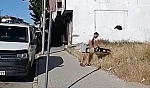 Elazığ'da ilginç anlar!