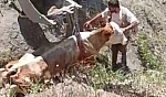Elazığ'da Uçurumdan inek düştü