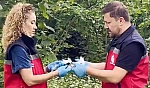 Kahverengi kokarcaya karşı doğal savaş