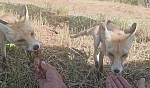 Tunceli'de bir vatandaş Tilkiyi elleriyle besledi