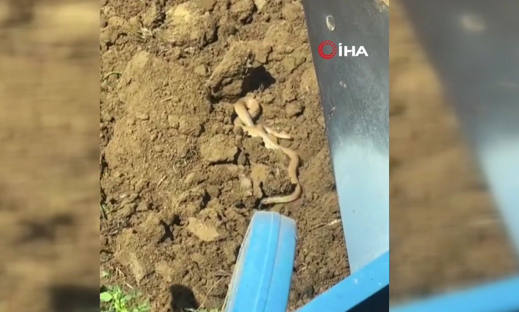 Elazığ'da görüldü! 2 metre boyu görenleri tedirgin etti: Görülmeleri neye işaret?