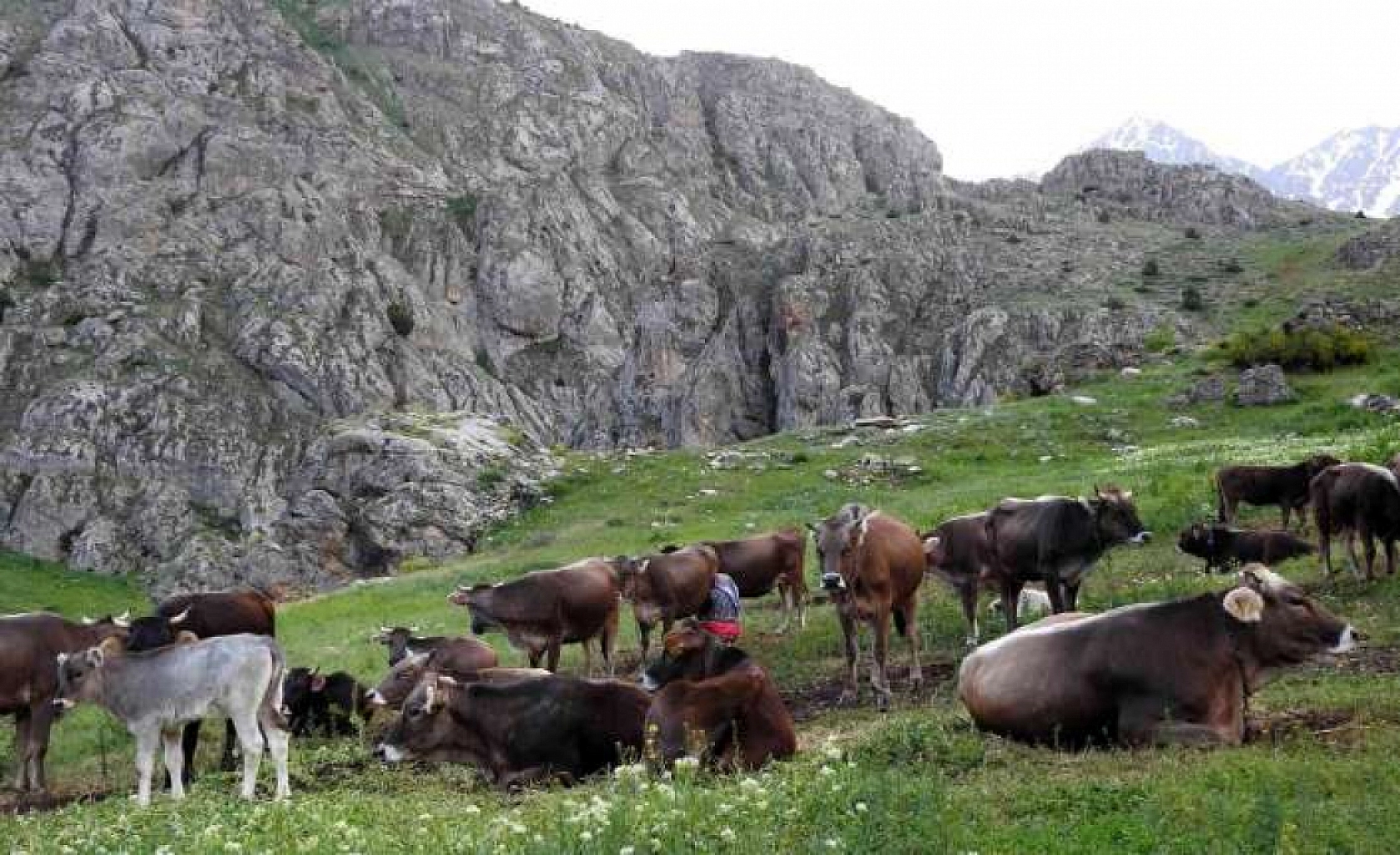 Hakkari'de İnek Sürüsü Doğada Kayboldu, Sahipleri 4 Gün Sonra Buldu Gece Bulduğunda Fark Ettiği Detay Adamı Dehşete Düşürdü
