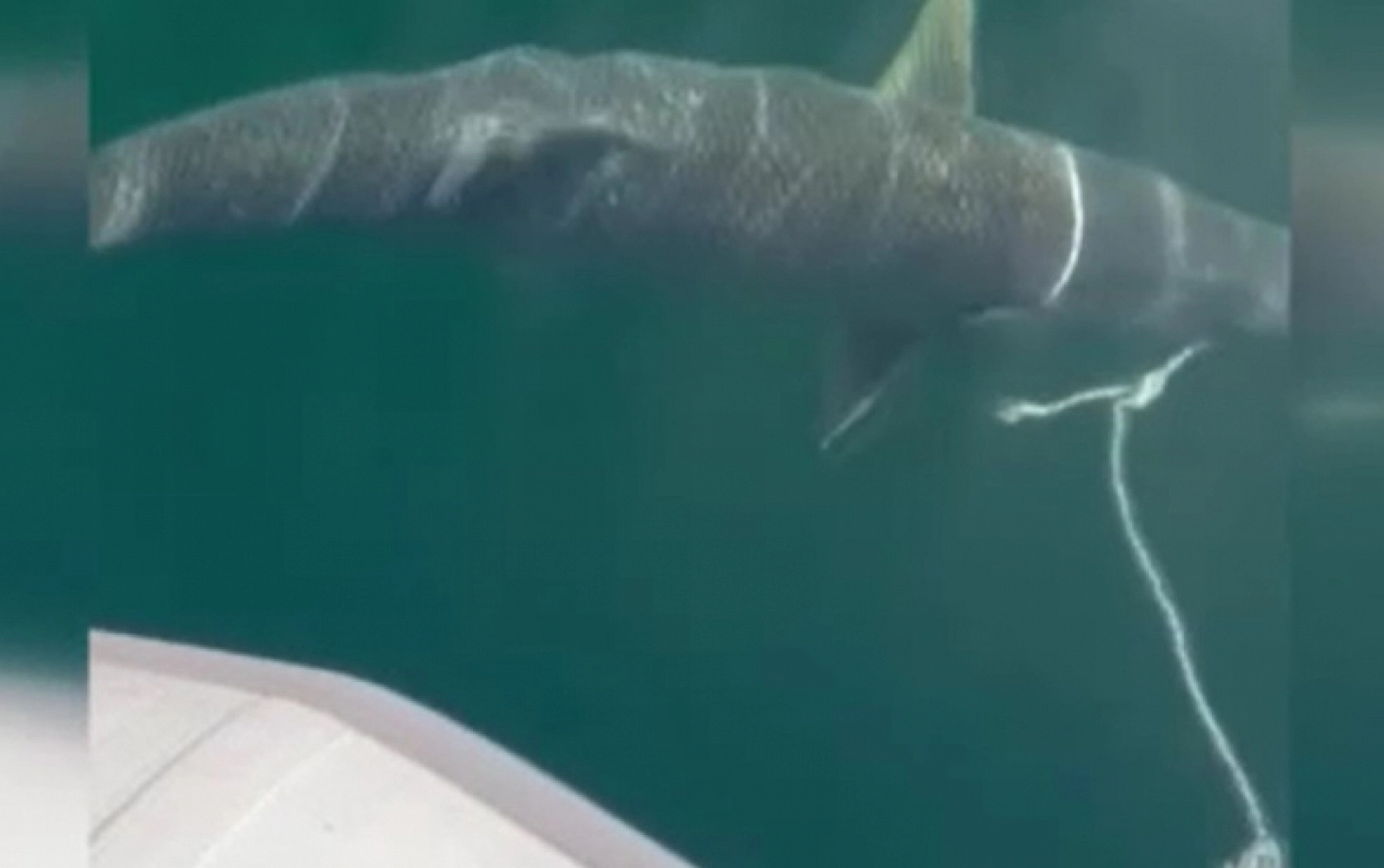 Elazığ'da görüldü! Büyüklüğü görenleri hayrete düşürdü...