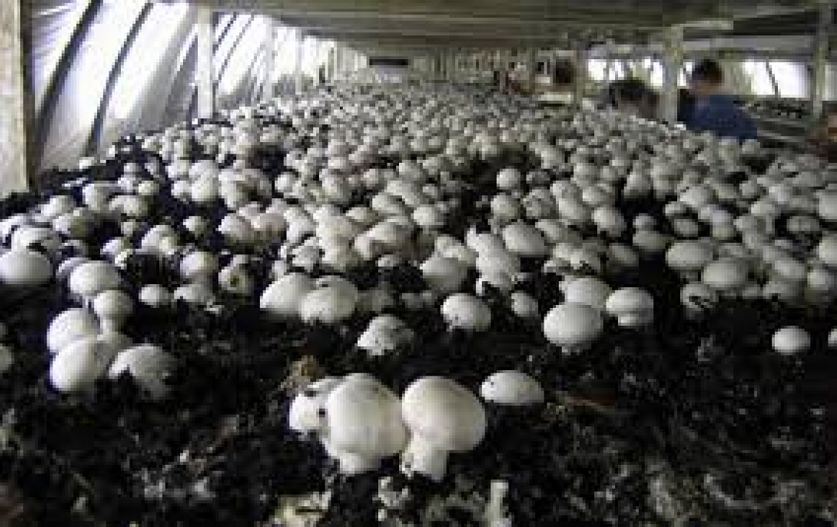 Elazığlılar Dikkat Bu İşi Yapan Paraya Para Demiyor!