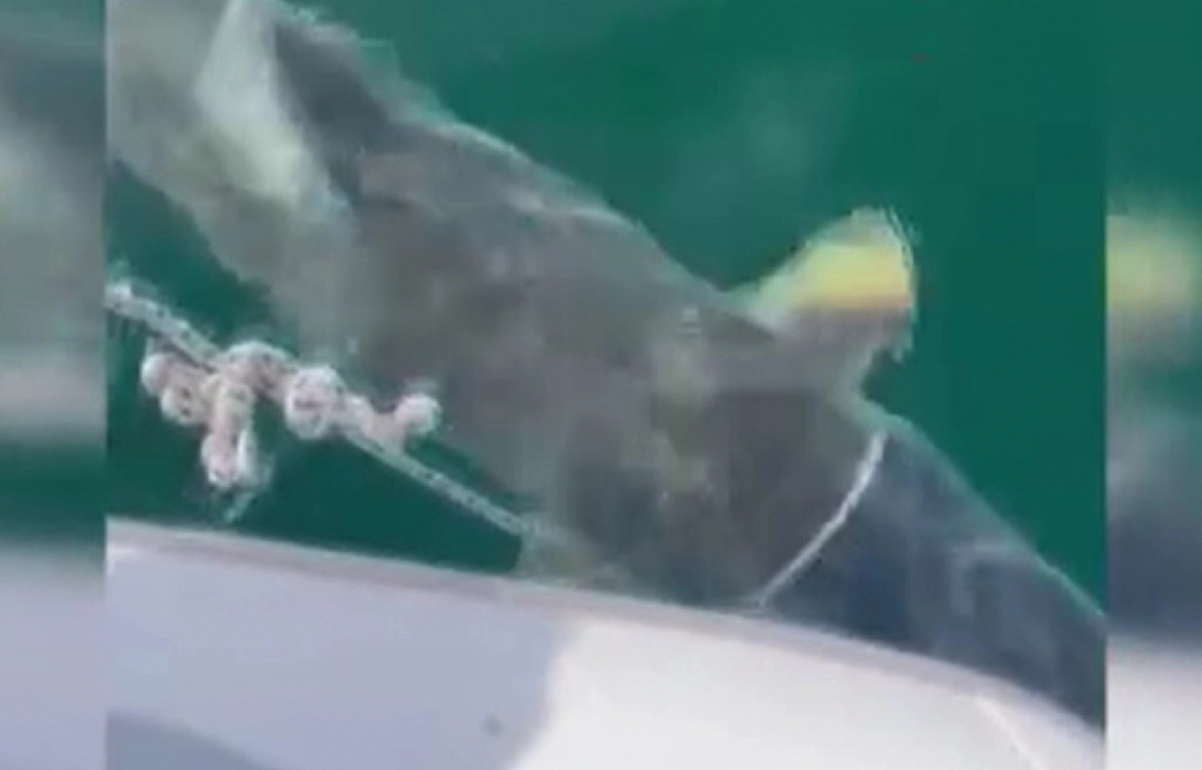 Elazığ'da görüldü! Büyüklüğü görenleri hayrete düşürdü...