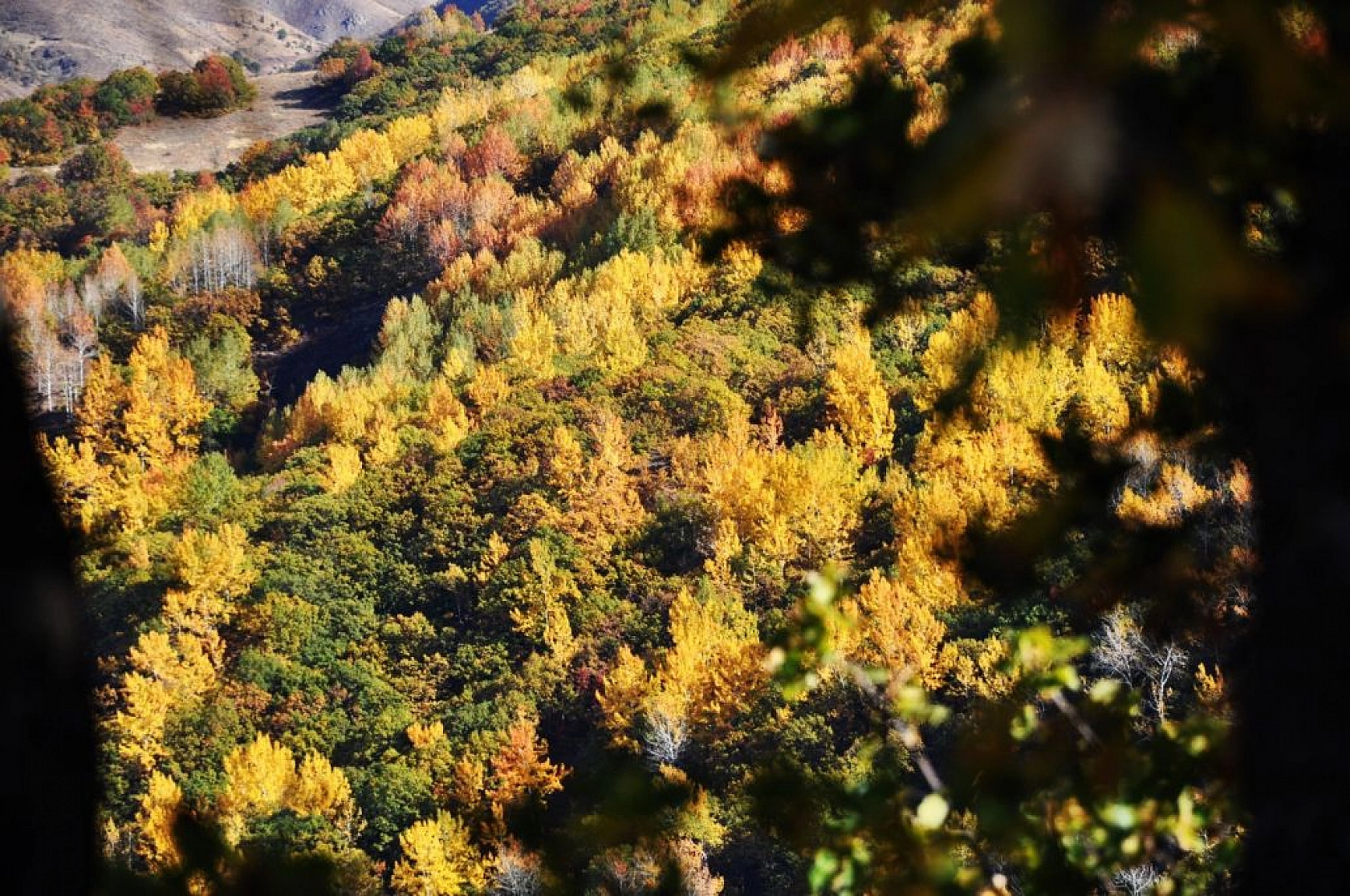 Sonbahar renklerine bürünen Tunceli'de doğa, görsel şölen sunuyor