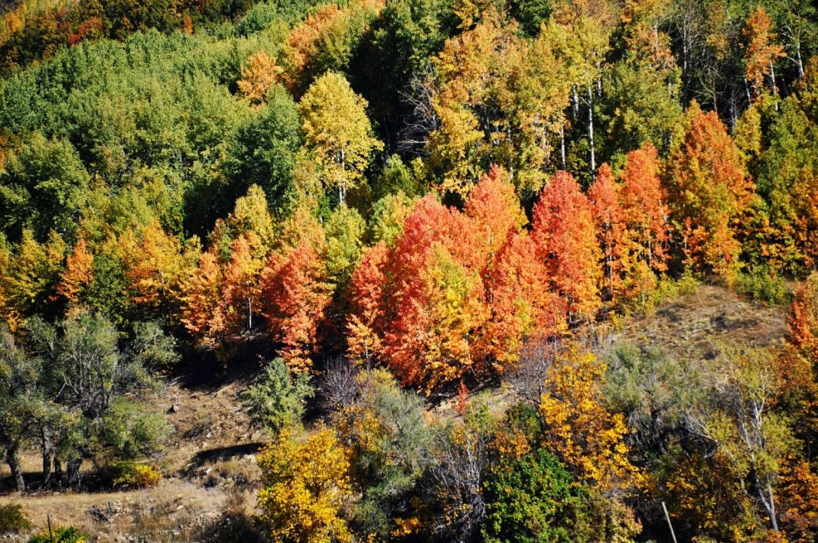 Sonbahar renklerine bürünen Tunceli'de doğa, görsel şölen sunuyor