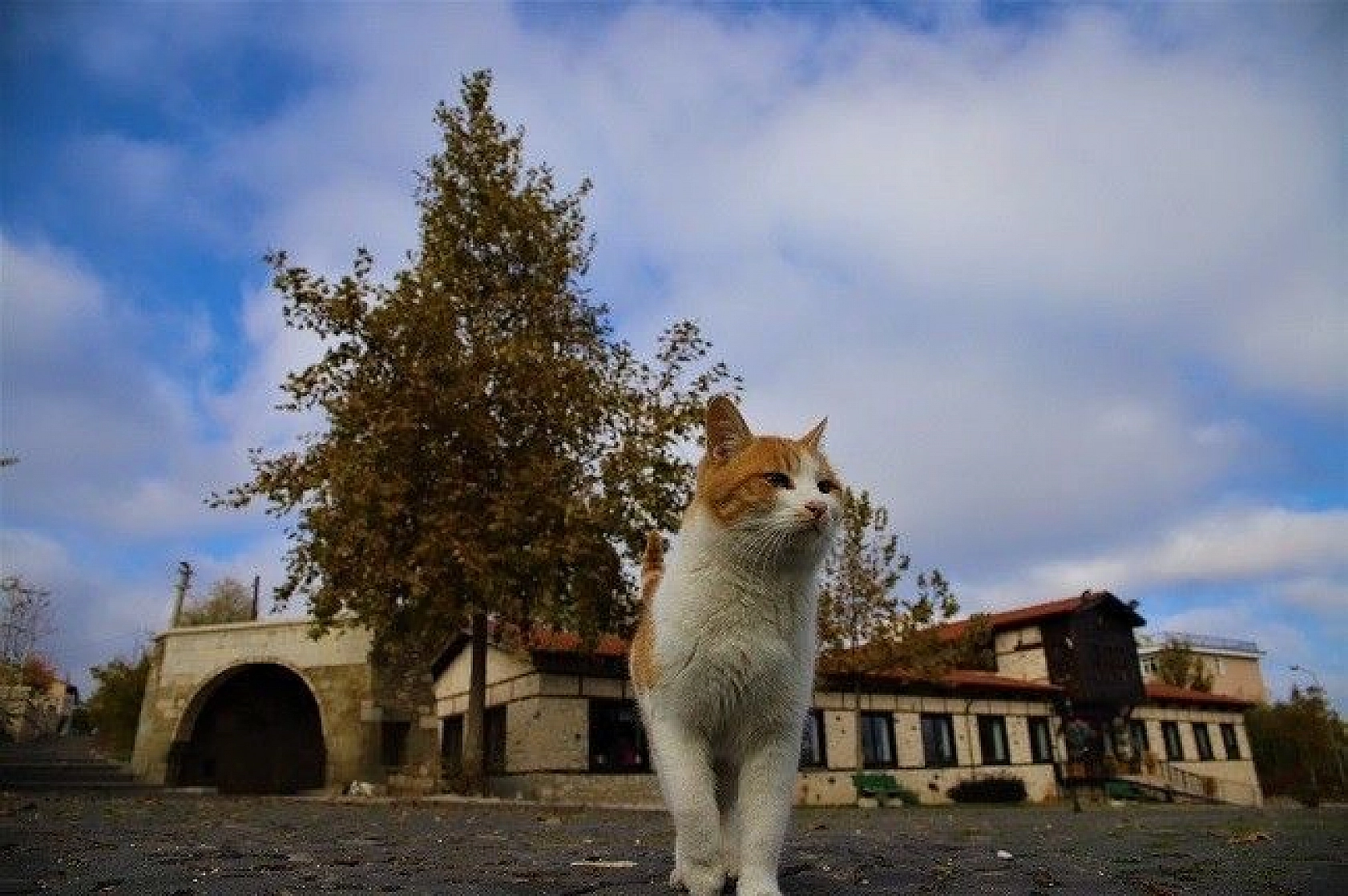 Sessizliğe Bürünen Medeniyetler Beşiği Harput'ta Sonbahar Güzelliği