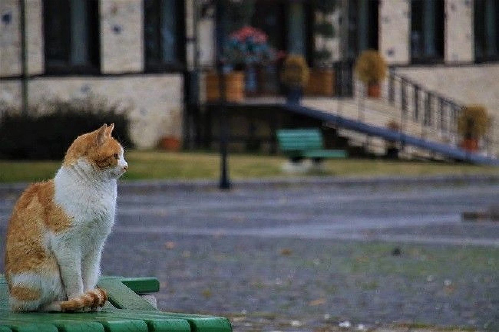 Sessizliğe Bürünen Medeniyetler Beşiği Harput'ta Sonbahar Güzelliği