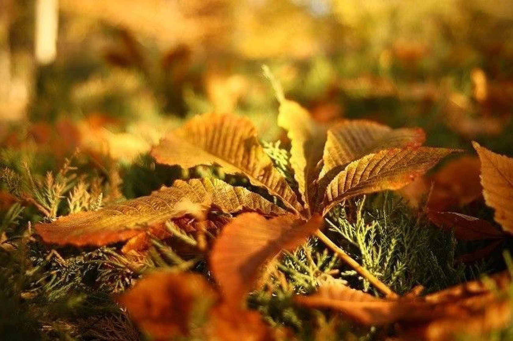 Elazığ'da sonbaharın son demleri görsel şölen oluşturuyor