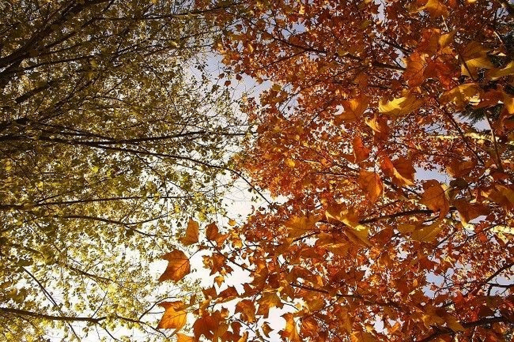 Elazığ'da sonbaharın son demleri görsel şölen oluşturuyor